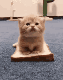A tan kitten sitting on a piece of bread and having another piece of bread placed on top